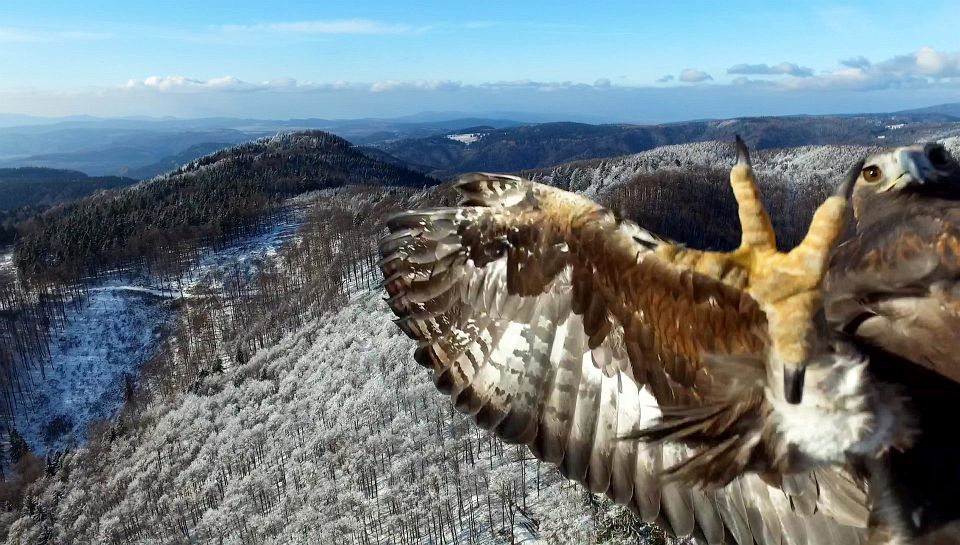 Útok orla na dron - An eagle attack on drone 2016